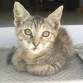 Kira,Gata parda de 9 meses. Es muy cariñosa y sólo piensa en jugar. Corre mucha prisa su adopción 
 